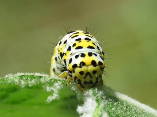 Réf. 207 701 : Cucullia verbasci